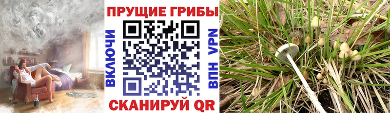 купить наркотик  Тихвин  Псилоцибиновые грибы Cubensis 